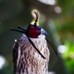 Antigua and Barbuda Falcons