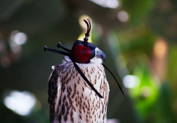 Antigua and Barbuda Falcons