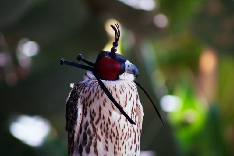 Antigua and Barbuda Falcons